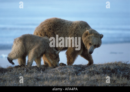 Orso bruno Ursus arctos orso grizzly Ursus horribils seminare con cub lungo la costa artica Versante Nord Alaska Foto Stock