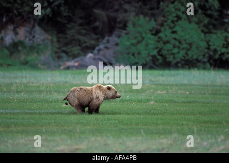 Orso bruno Ursus arctos orsi grizzly orribili Ursus che camminano in un campo di paludi salate nella baia di chinitna Parco Nazionale del Lago Clark Alaska Foto Stock