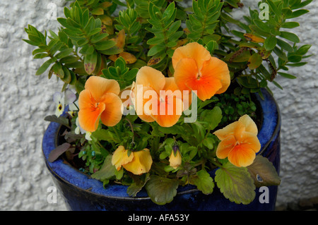 Fiamma pansies arancione e verde succulente in un blu vaso di ceramica Foto Stock