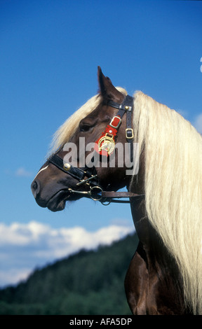 Ritratto di un cavallo Schwarzwaelder Fuchs Foto Stock