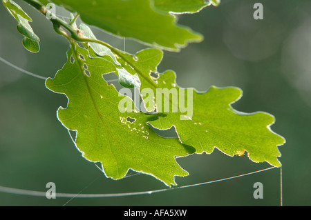 Woodland Trust legno Whitleigh riserva naturale in Plymouth Devon Foto Stock