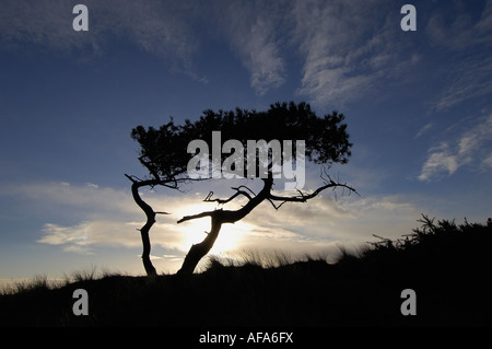 Twisted Scots pine trees delineato contro un drammatico cielo invernale Moray Firth n e Scozia Foto Stock