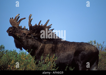 Moose Alces alces bull con grandi corna di cervo in velluto con alimentazione su salici Denali National Park interno dell Alaska Foto Stock