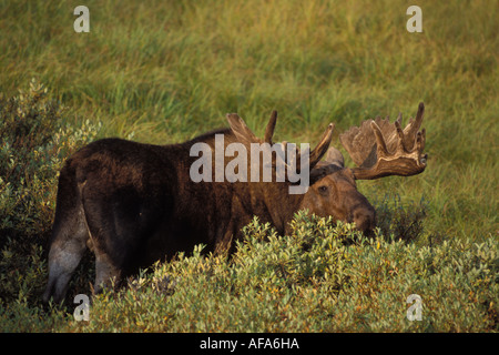 Moose Alces alces bull con grandi corna di cervo in velluto con alimentazione su salici Denali National Park interno dell Alaska Foto Stock