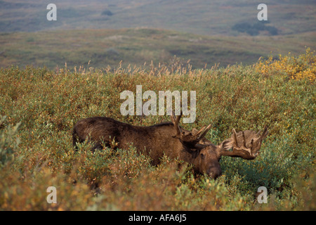 Moose Alces alces bull con grandi corna di cervo in velluto con alimentazione su salici Denali National Park interno dell Alaska Foto Stock