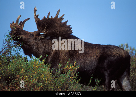 Moose Alces alces bull con grandi corna di cervo in velluto con alimentazione su salici Denali National Park interno dell Alaska Foto Stock