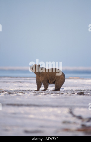 Orso bruno Ursus arctos orso grizzly Ursus horribils lungo la costa artica 1002 area Arctic National Wildlife Refuge Alaska Foto Stock