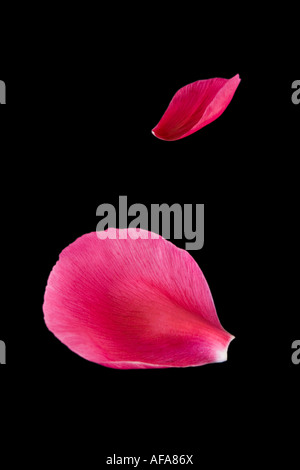 Petali di rosa isolato su nero Foto Stock