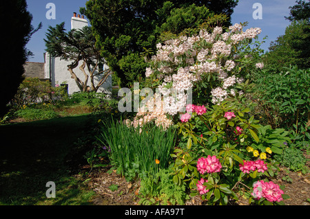 I tre colori di rododendri Welsh papaveri e altri fiori di arbusti e alberi a fianco di una casa bianca-gable Perthshire Scozia Scotland Foto Stock