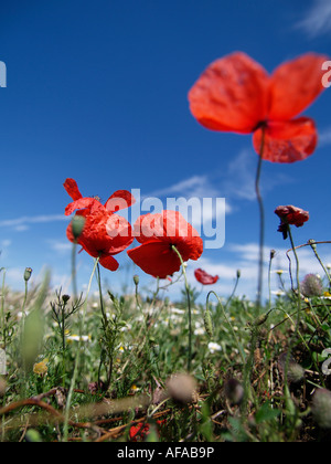 Rosso papavero nella campagna francese della Valle della Loira in Francia Foto Stock