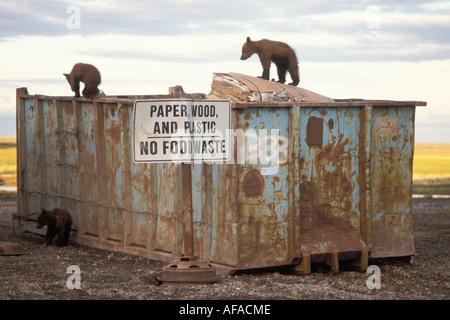 Orso bruno Ursus arctos orso grizzly Ursus molla horribils cubs a scavare nella spazzatura alla ricerca di cibo Prudhoe Bay Alaska Foto Stock