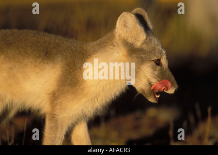 Arctic Fox Alopex lagopus leccare le sue costolette 1002 pianura costiera dell'Arctic National Wildlife Refuge Alaska Foto Stock