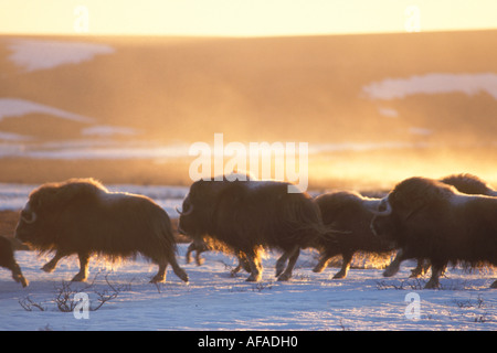Muskox Ovibos moschatus esecuzione di gruppo al tramonto artico centrale piana costiera versante nord del Brooks Range Alaska Foto Stock