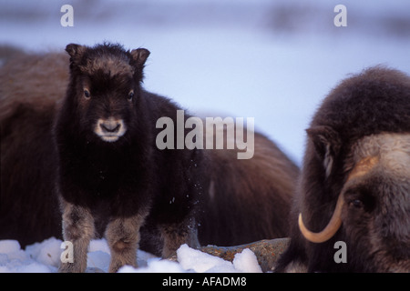 Muskox Ovibos moschatus di vitello neonato tra un gruppo centrale di Arctic pianura costiera del versante nord del Brooks Range Alaska Foto Stock