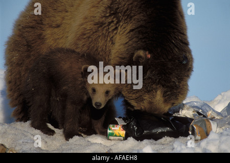 Orso bruno Ursus arctos orso grizzly Ursus horribils seminare con molla cub scavando nel garbage per cibo Prudhoe Bay Alaska Foto Stock