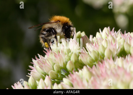 Bumble Bee o carda comune bee (Bombus agrorum) su stonecrop Foto Stock