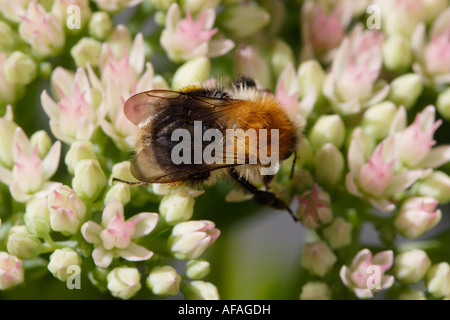 Bumble Bee o carda comune bee (Bombus agrorum) su stonecrop Foto Stock