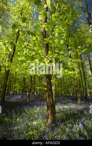 Bluebells in boschi di faggio durante la primavera (Hyacinthoides non scripta) Foto Stock