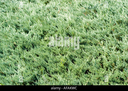 Il ginepro strisciante Cupressaceae Juniperus horizontalis Blue Chip Foto Stock