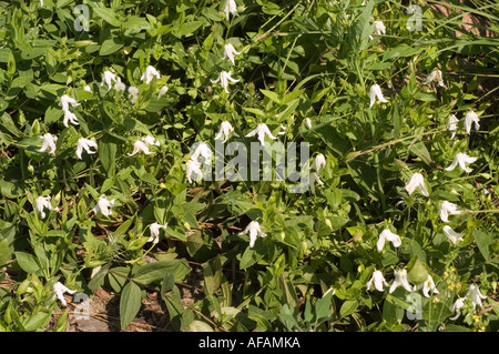 Fiori bianchi di clemite che fioriscono su un albero di conifere in un giardino soleggiato, con delicati petali a forma di campana e lussureggiante fogliame verde. Foto Stock