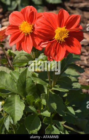 Coppia di vivaci topmix rossi o top mix di fiori Dahlia che fioriscono in un giardino con foglie verdi lussureggianti e un bocciolo di fiori. Foto Stock