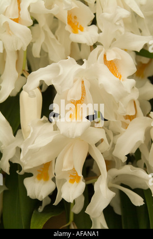Bridal Veil orchid Coelogyne cristata dall'Himalaya Foto Stock