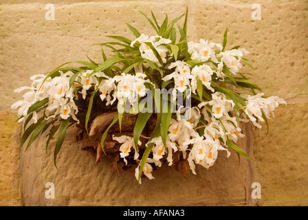 Bridal Veil orchid Coelogyne cristata dall'Himalaya Foto Stock