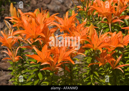 Vibrante gruppo di fiori di giglio della Casa d'Orange o di lilaceae lilium in piena fioritura, con petali rosso-arancio e fogliame verde. Foto Stock