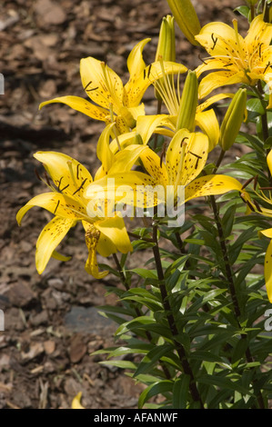 Primo piano di fiori giglio gialli gialli Alkestios con macchie scure e fogliame verde. Splendida Lilaceae Lilium in fiore in un giardino. Foto Stock