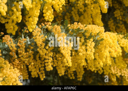 Fiori gialli del graticcio Cootamundra Acacia Baileyana Foto Stock