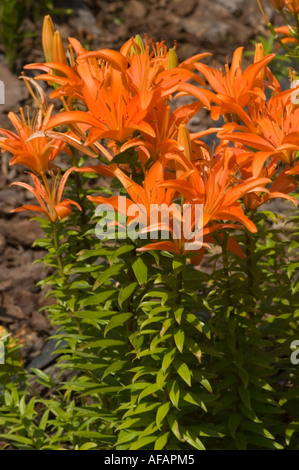 Vivace primo piano dei fiori di giglio della Casa d'Orange, con petali di arancio rosso brillante e fogliame verde in un giardino. Foto Stock