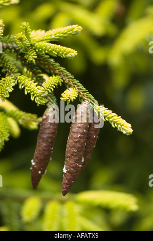 Golden oriental spruce Pinaceae Picea orientalis Aurea gamma Caucaso Asia Foto Stock