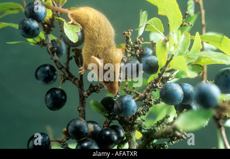 Topolino delle risaie Foto Stock