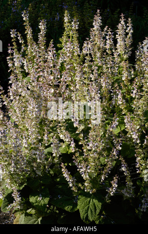 Salvia in fiore in giardino. Questa pianta di Labiatae è originaria dell'Europa, dell'Asia e dell'Africa, con alte punte floreali. Foto Stock