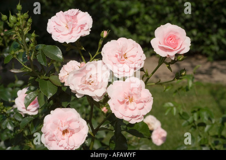 Rosa rosa bianca Rosaceae Rosa Meidomonac o Bonica Hort M L Meilland 1982 Foto Stock