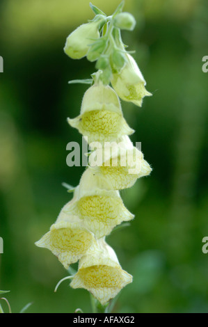 Guanto Foxglove giallo (digitalis grandiflora) che fiorisce in un picco verticale. Fiori a campana di colore giallo pallido della famiglia delle Scrophulariaceae provenienti dall'Europa. Foto Stock
