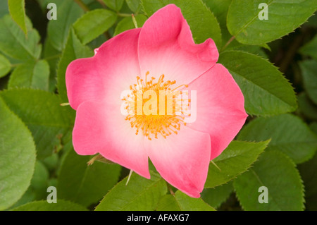 Rosa e rosa gialla fiore closeup Rose Rosaceae Rosa x bifera remontanty Sir du President Porchet Foto Stock