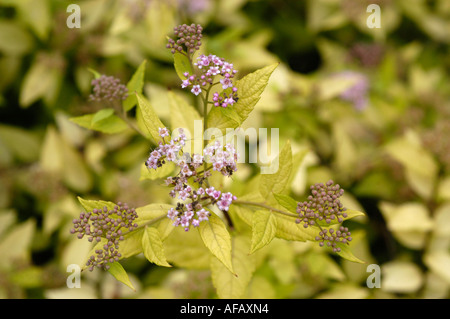 Giapponese o spiraea spirea giapponese o maybush Rosaceae Spiraea Japonica Little Princess Foto Stock