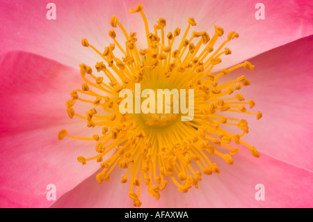 Rosa e rosa gialla fiore closeup Rose Rosaceae Rosa x bifera remontanty Sir du President Porchet Foto Stock