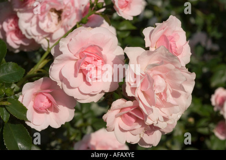 Rosa rosa bianca Rosaceae Rosa Meidomonac o Bonica Hort M L Meilland 1982 Foto Stock