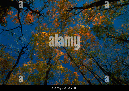 Colori dorati delle cime degli alberi di acero in autunno Gatineau Park Québec Canada Foto Stock