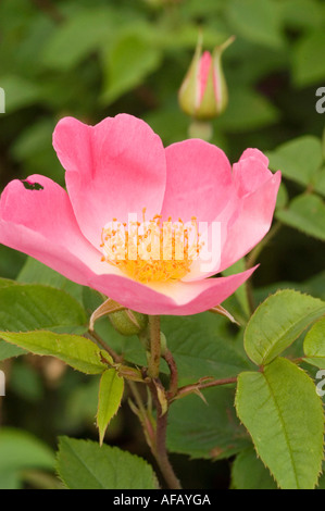 Rosa e rosa gialla fiore closeup Rose Rosaceae Rosa x bifera remontanty Sir du President Porchet Foto Stock