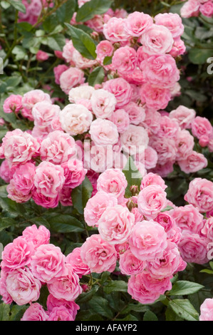 Un denso gruppo di molti piccoli fiori di rosa che fioriscono in un lussureggiante giardino verde, che mostra delicati petali e bellezza naturale. Foto Stock