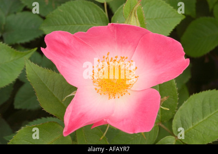 Rosa e rosa gialla fiore closeup Rose Rosaceae Rosa x bifera remontanty Sir du President Porchet Foto Stock