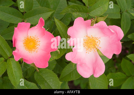 Rosa e rosa gialla fiore closeup Rose Rosaceae Rosa x bifera remontanty Sir du President Porchet Foto Stock