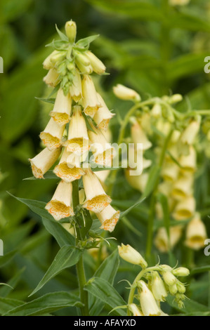 Primo piano dei fiori giallo pallido delle foxglove Scrophulariaceae digitalis grandiflora che fioriscono in un giardino. Foto Stock
