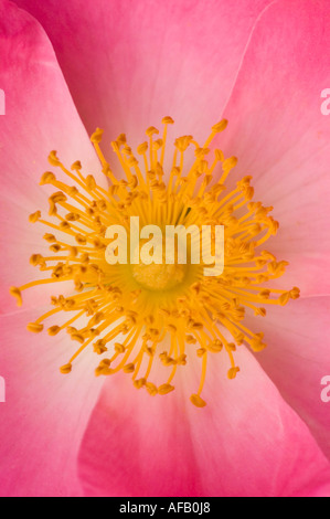 Rosa e rosa gialla fiore closeup Rose Rosaceae Rosa x bifera remontanty Sir du President Porchet Foto Stock