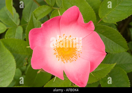 Rosa e rosa gialla fiore closeup Rose Rosaceae Rosa x bifera remontanty Sir du President Porchet Foto Stock