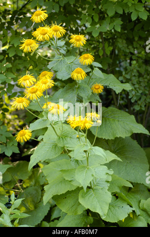 Occhi di bue gialli (Telekia speciosa) della famiglia Compositae che fiorisce con fiori gialli luminosi e grandi foglie verdi in un ambiente da giardino. Foto Stock