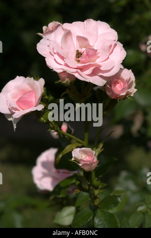 Rosa rosa bianca Rosaceae Rosa Meidomonac o Bonica Hort M L Meilland 1982 Foto Stock